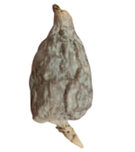 Alligator Pepper Online