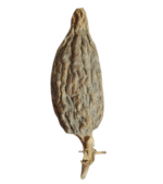 Alligator Pepper Online in South Africa