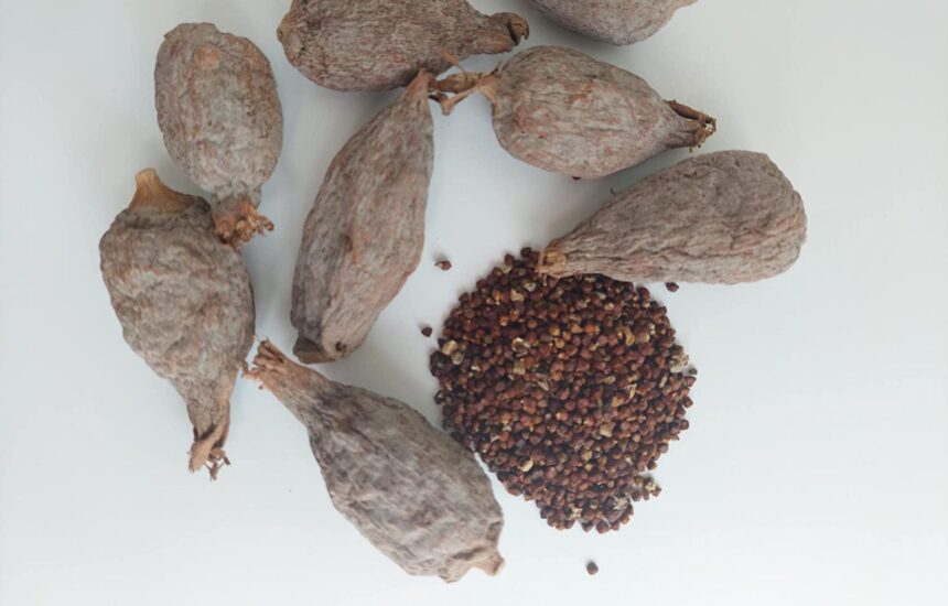 Alligator Pepper in South Africa - Nigerian Online Supermarket