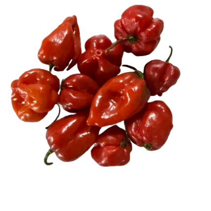 Habanero (Red) Chili Pepper