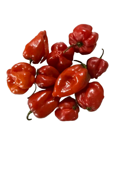 Habanero (Red) Chili Pepper
